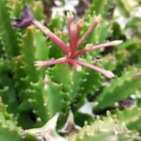 Boucerosia umbellata (Haw.) Wight & Arn.